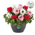 Afbeelding van HP27 mono.mix Verbena Pink fire